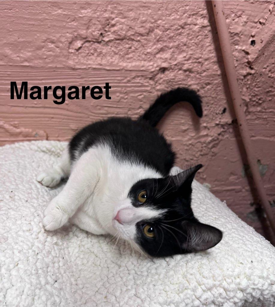Enlarge Margaret, a ADOPTABLE Domestic Short Hair in Muncie, IN image 1/1