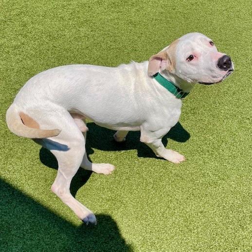 Maxx, Adoptable, Adult Male Pit Bull Terrier & Dogo Argentino.