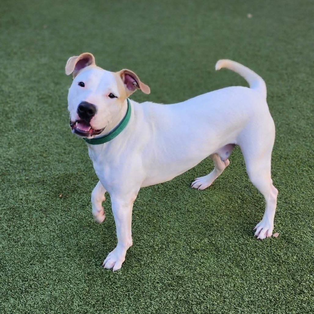 Maxx, Adoptable, Adult Male Pit Bull Terrier & Dogo Argentino.