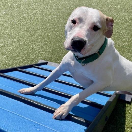 Enlarge Maxx, a Adoptable mixed breed in Greensboro, NC image 4/6