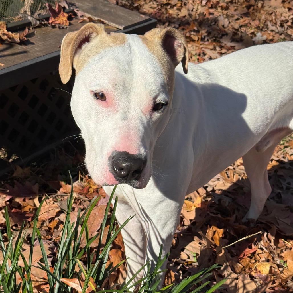 Enlarge Maxx, a Adoptable mixed breed in Greensboro, NC image 5/6