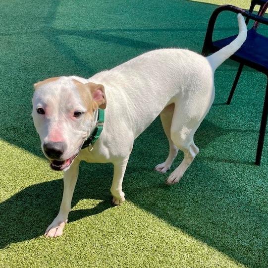 Enlarge Maxx, a Adoptable mixed breed in Greensboro, NC image 6/6