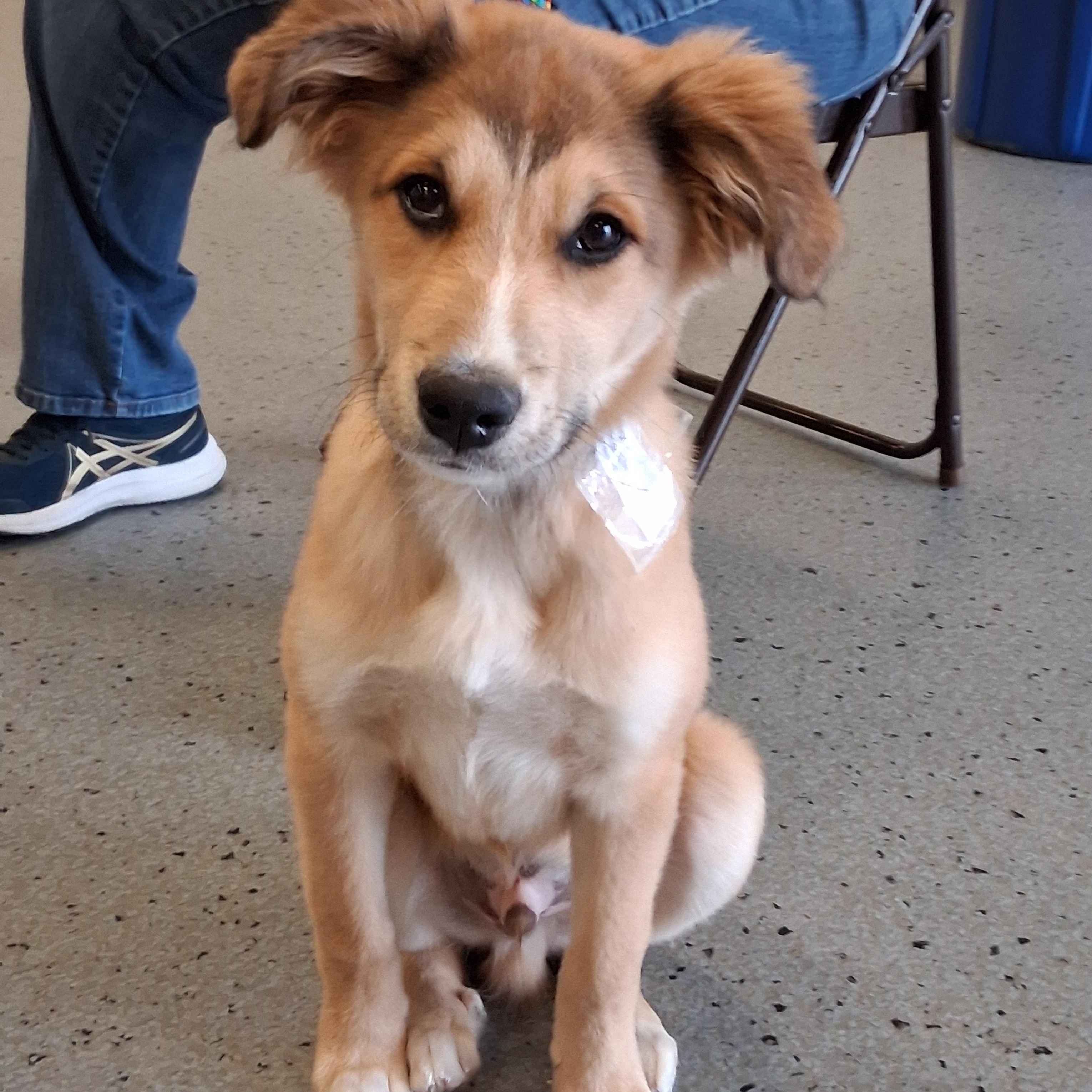 Bingo, an adopted mixed breed in Elmhurst, IL image 1/6