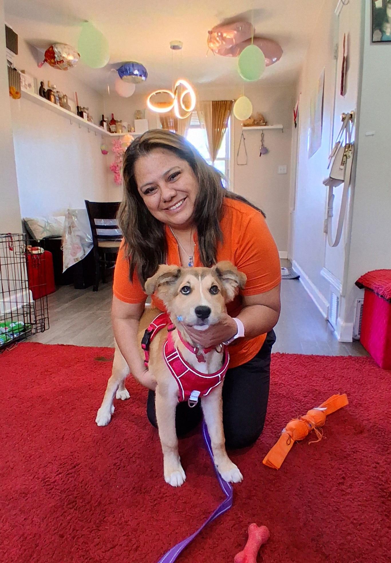 Bingo, an adopted mixed breed in Elmhurst, IL image 2/6