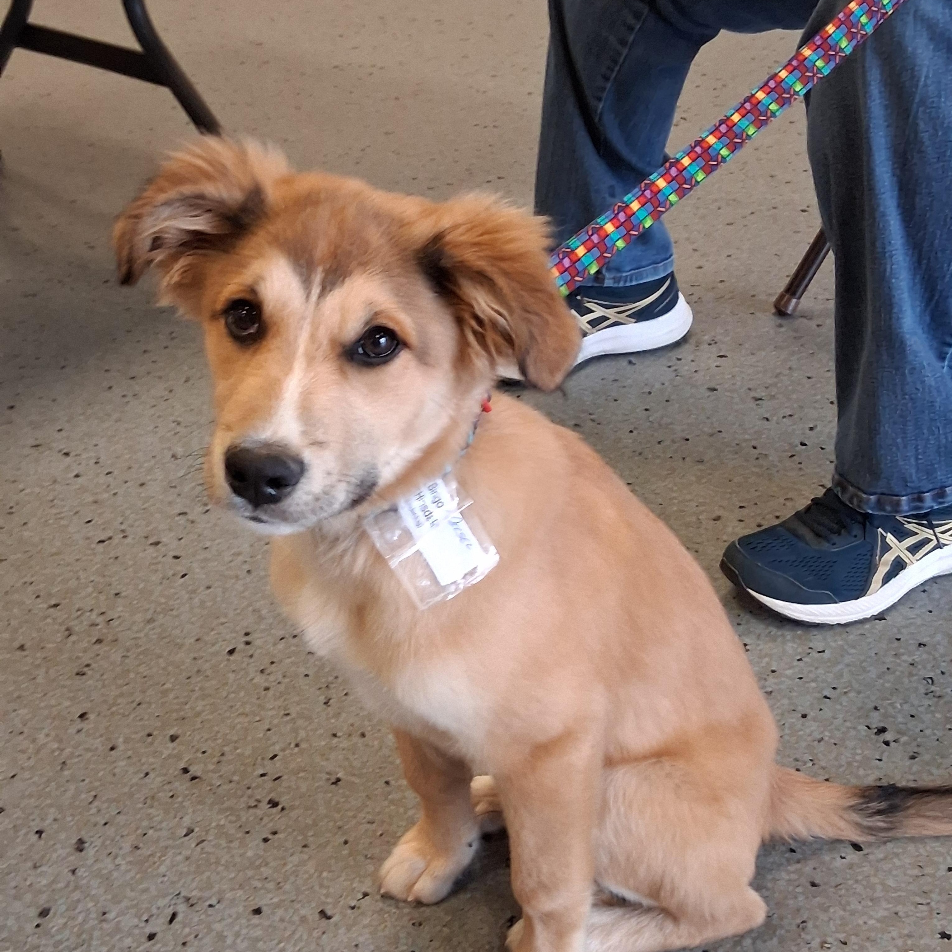 Bingo, an adopted mixed breed in Elmhurst, IL image 4/6