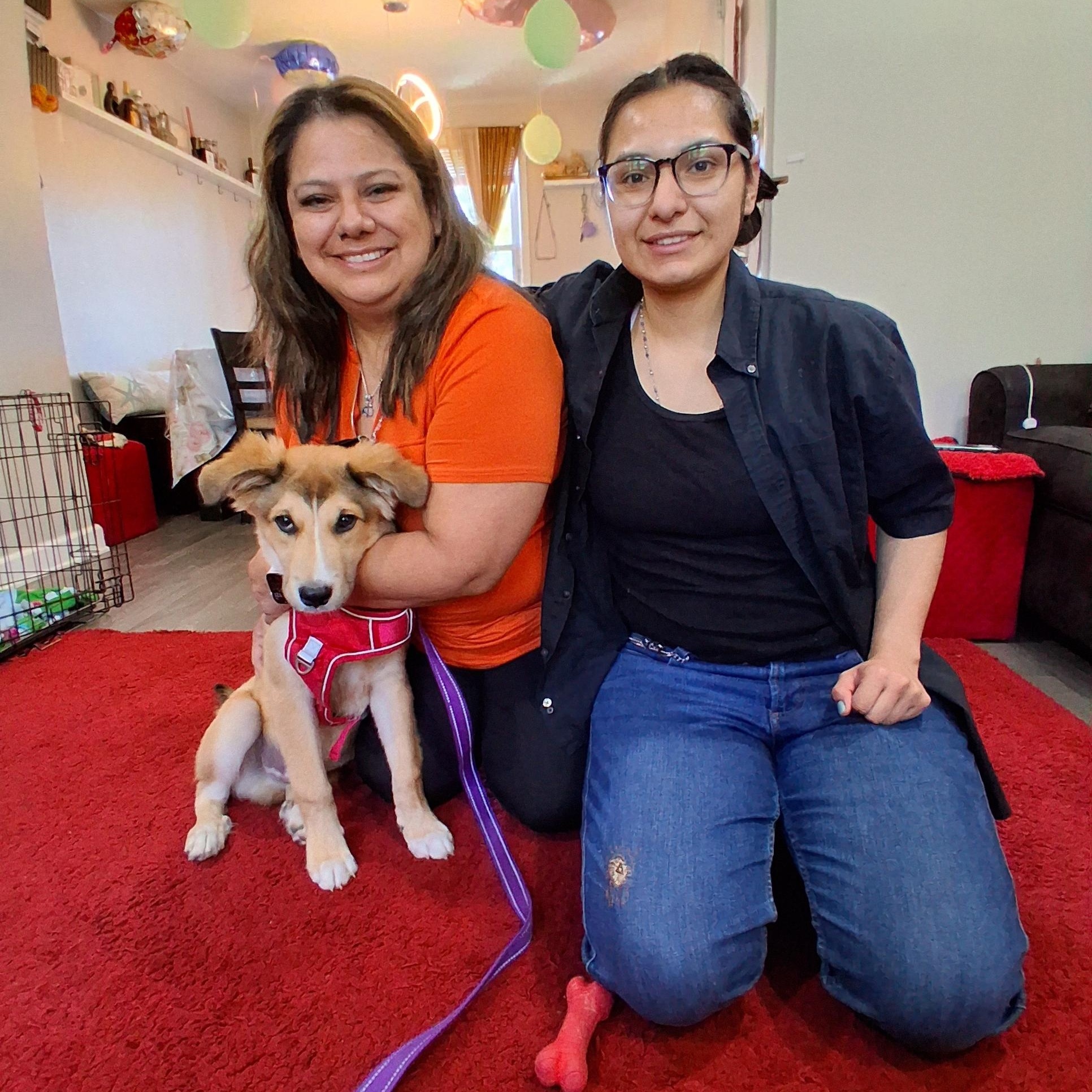 Bingo, an adopted mixed breed in Elmhurst, IL image 6/6