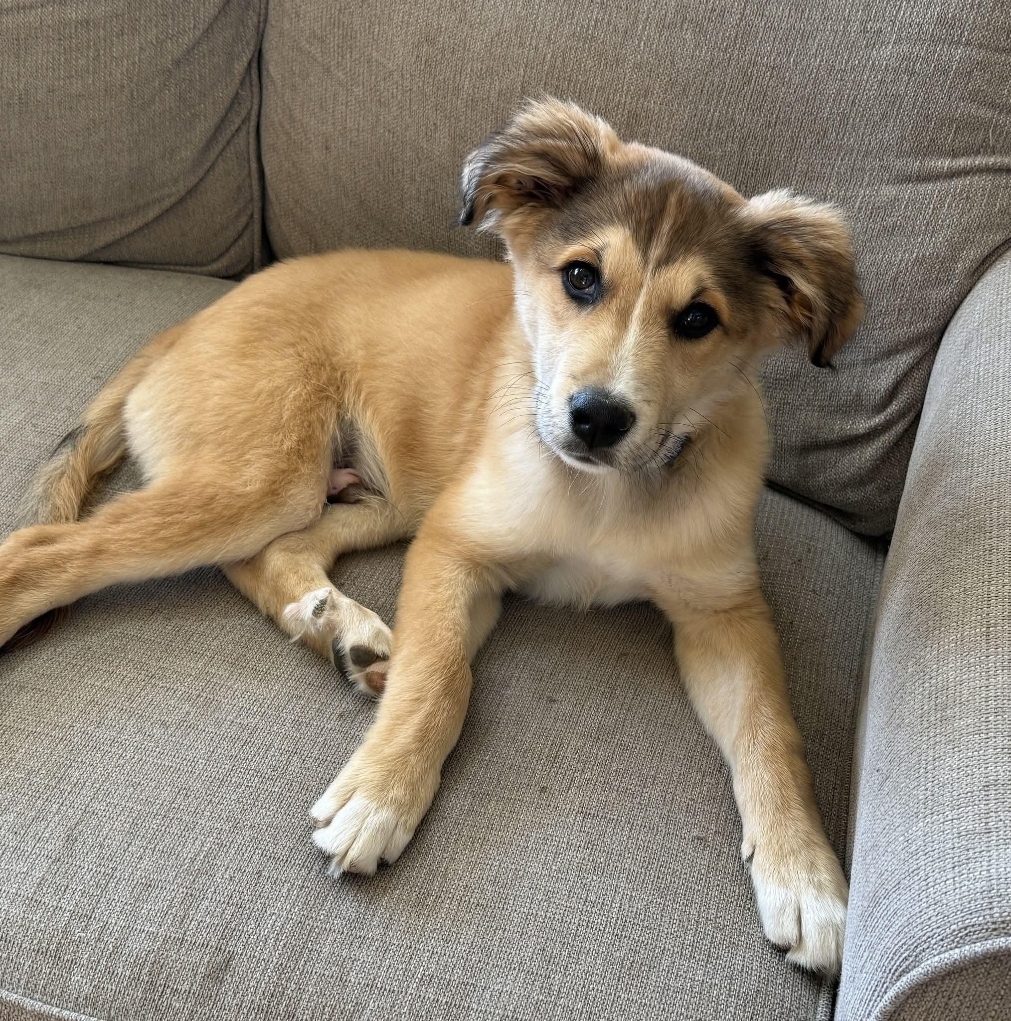 Bingo, an adopted mixed breed in Elmhurst, IL image 3/6