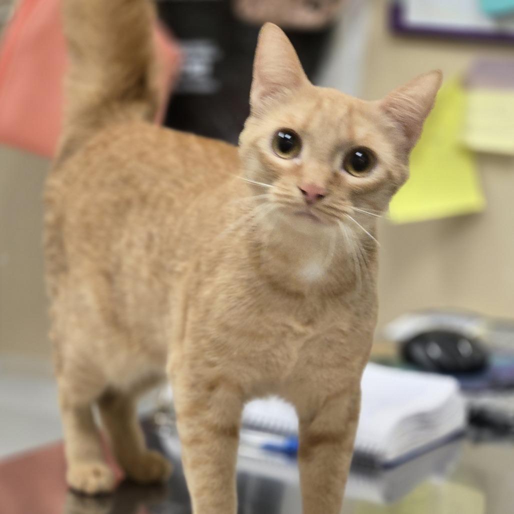 Delaney, Adoptable, Young Female Domestic Short Hair.