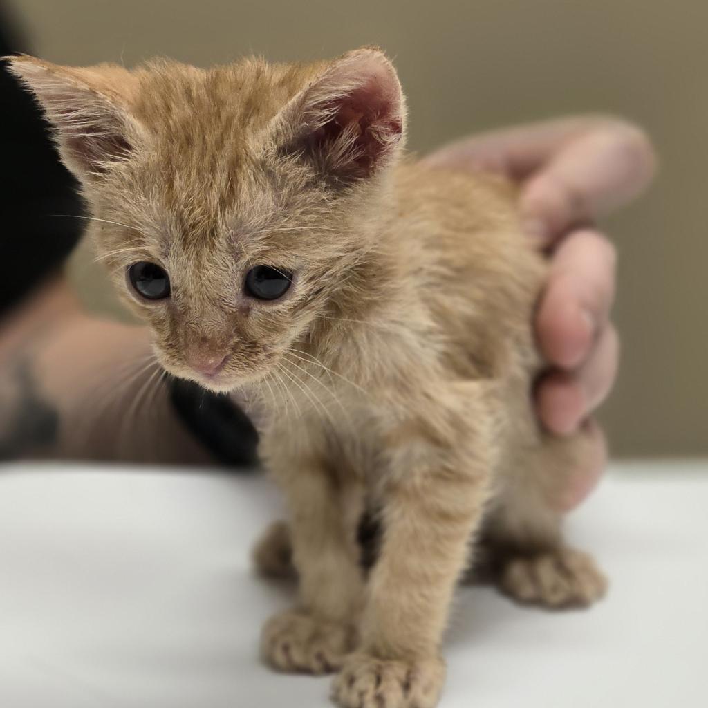 Enlarge Delaney, a Adoptable Domestic Short Hair in Wickenburg, AZ image 2/2