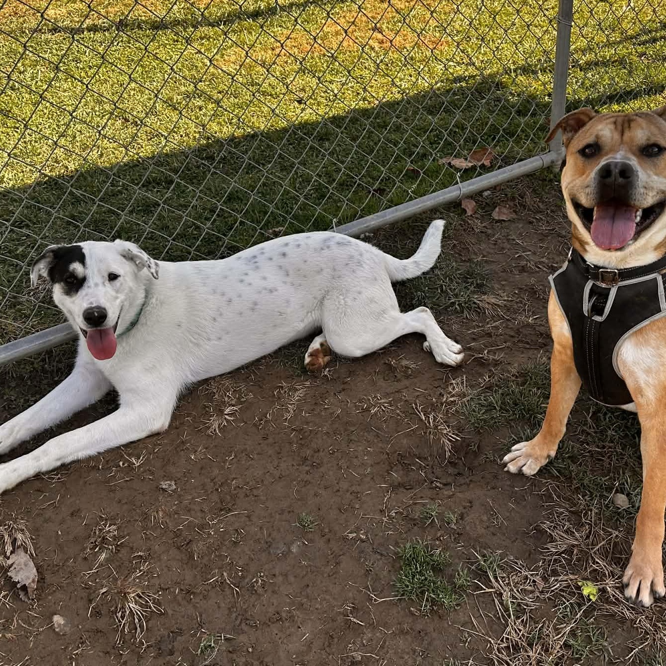 Enlarge Bella, an adoptable mixed breed in Enfield, CT image 1/6