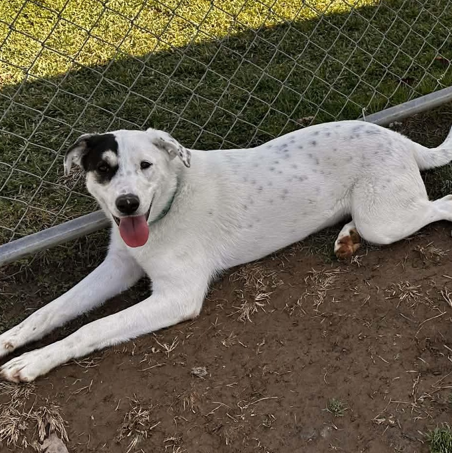 Enlarge Bella, an adoptable mixed breed in Colchester, CT image 1/6