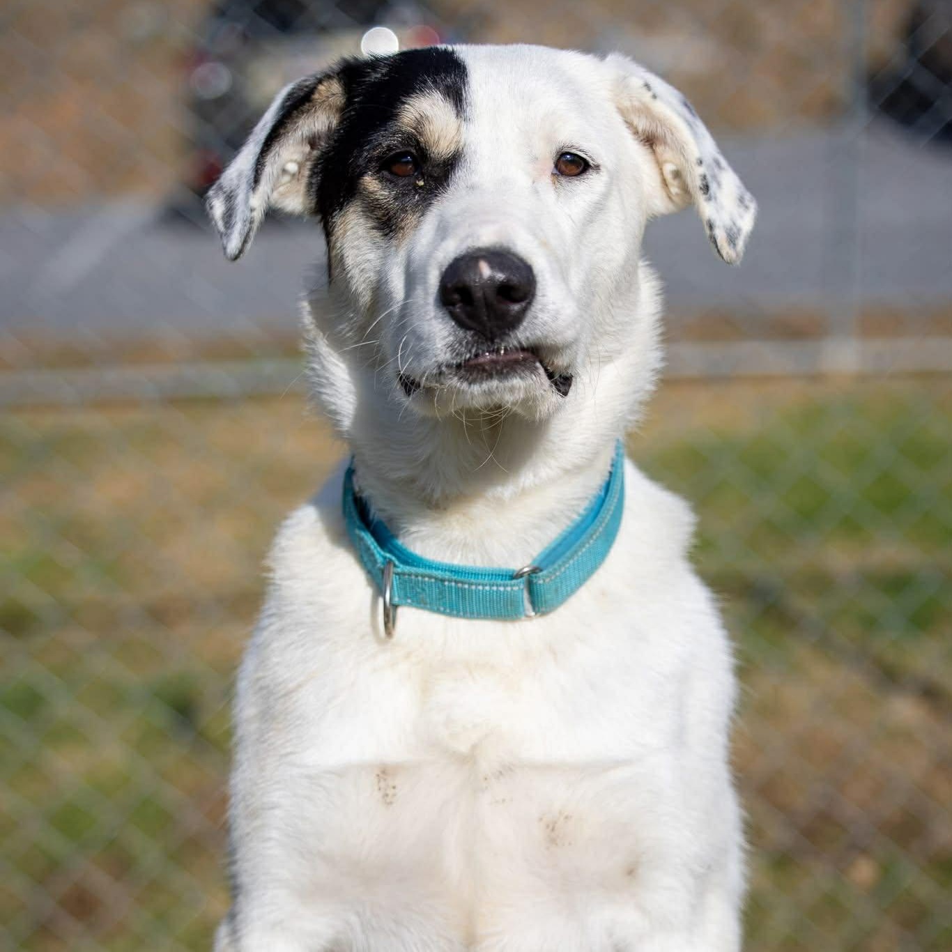 Enlarge Bella, an adoptable mixed breed in Enfield, CT image 2/6