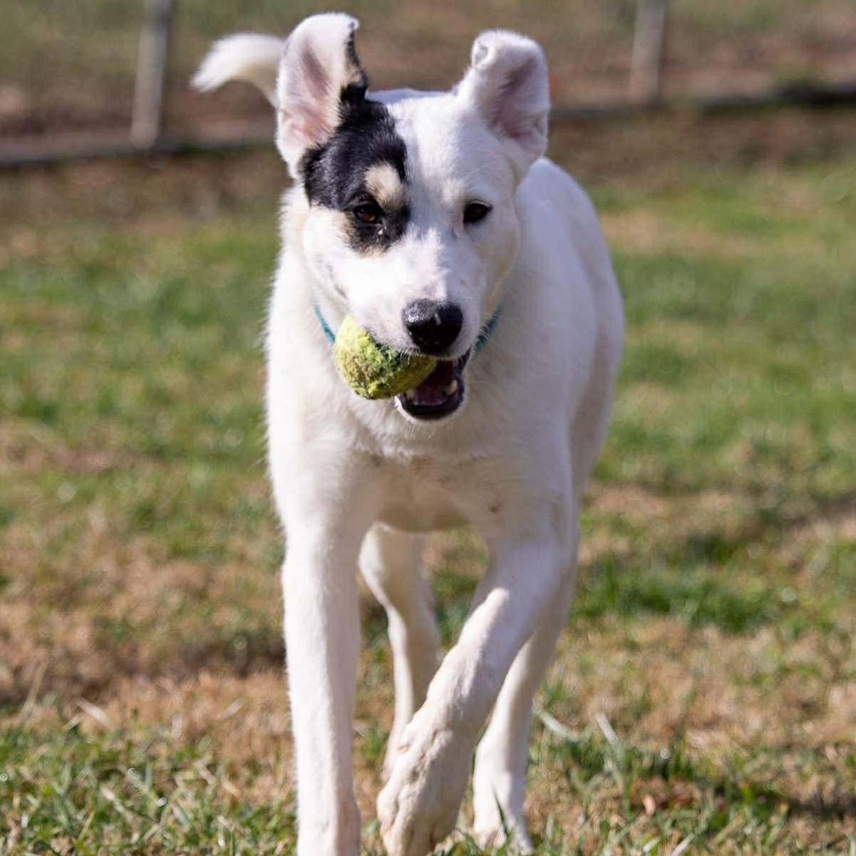 Enlarge Bella, an adoptable mixed breed in Enfield, CT image 3/6