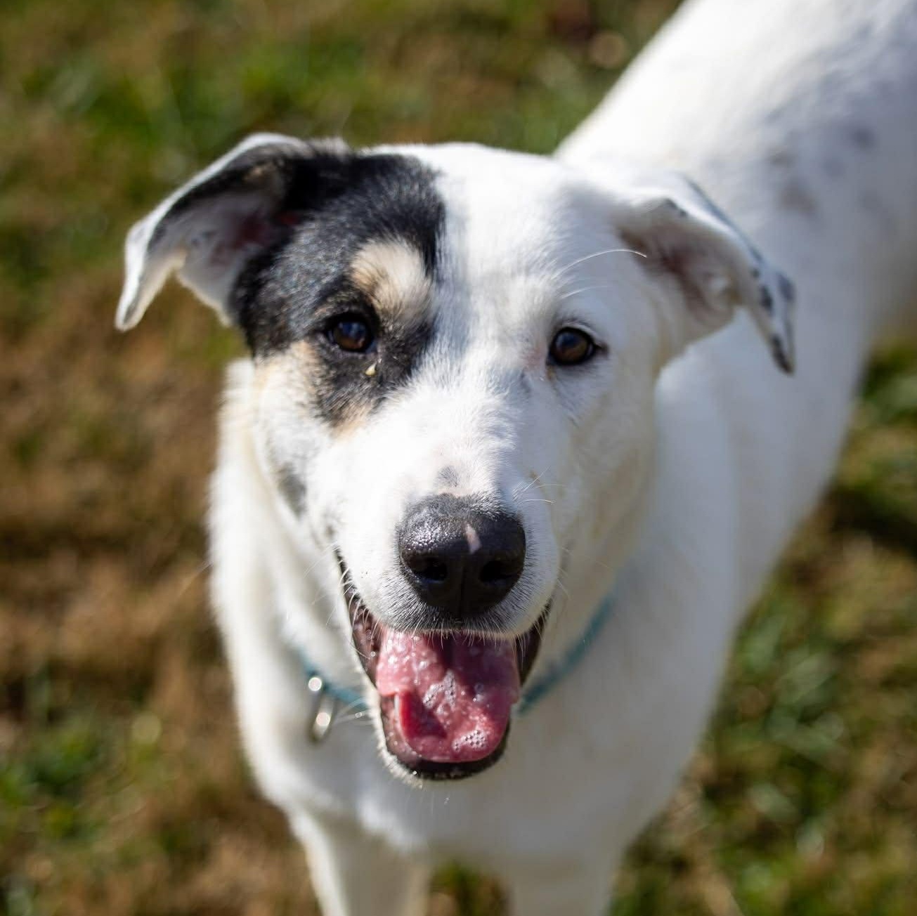 Enlarge Bella, an adoptable mixed breed in Enfield, CT image 4/6