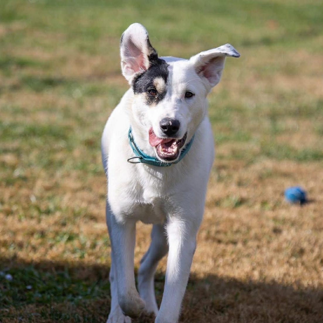 Enlarge Bella, an adoptable mixed breed in Enfield, CT image 5/6