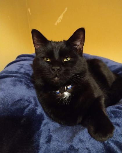 Enlarge Stanley, a Adoptable Domestic Short Hair in Bloomsburg, PA image 1/2