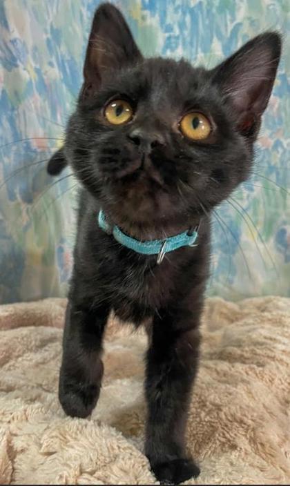 Stanley, Adoptable, Kitten Male Domestic Short Hair & Domestic Short Hair.