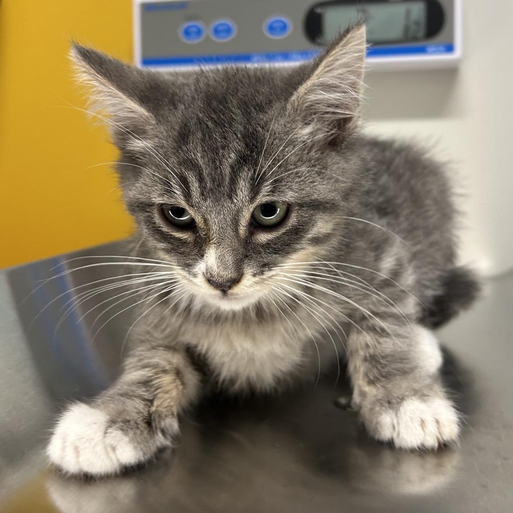 Odyssey, Adoptable, Kitten Male Domestic Short Hair.
