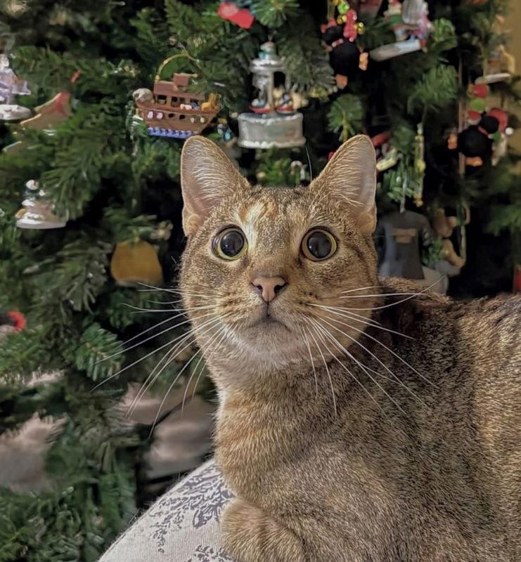 Summer, a Adoptable Torbie in Knoxville, TN image 2/3