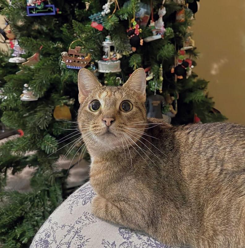 Summer, a Adoptable Torbie in Knoxville, TN image 3/3