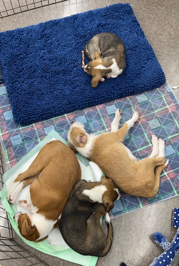 Captain, Adopted, Puppy Male Terrier.