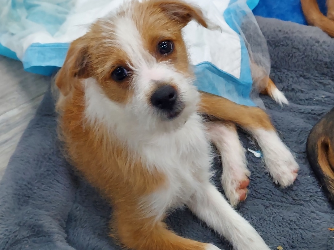 Enlarge Captain, a Adopted mixed breed in Columbia, SC image 2/2