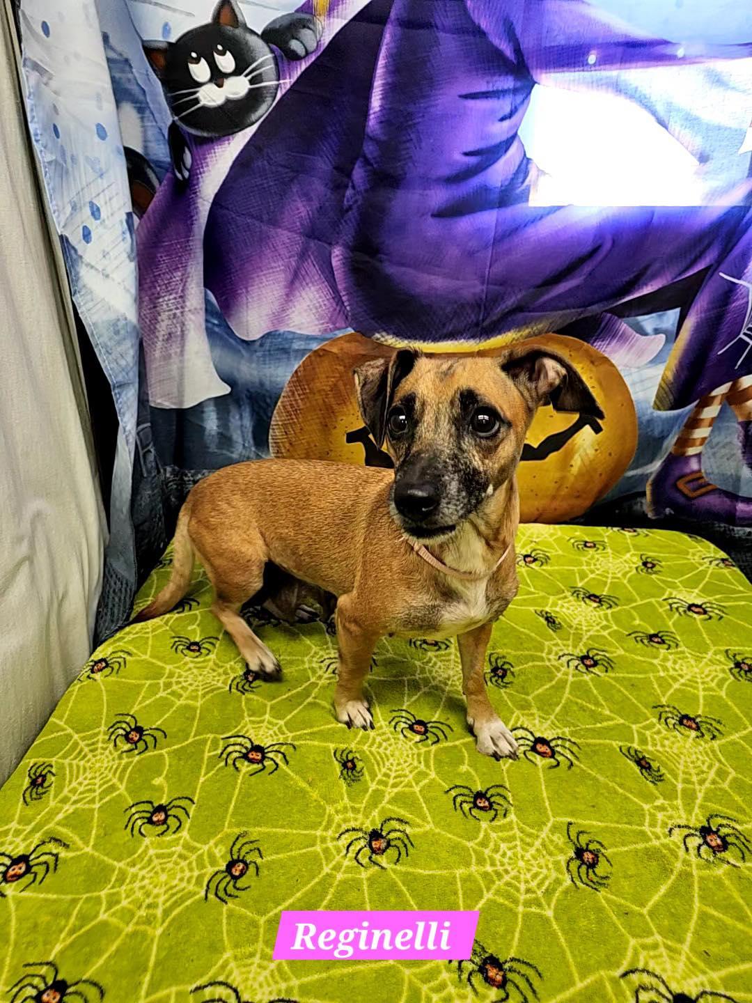 Enlarge Reginelli, a Adoptable Rat Terrier in Metairie, LA image 1/1