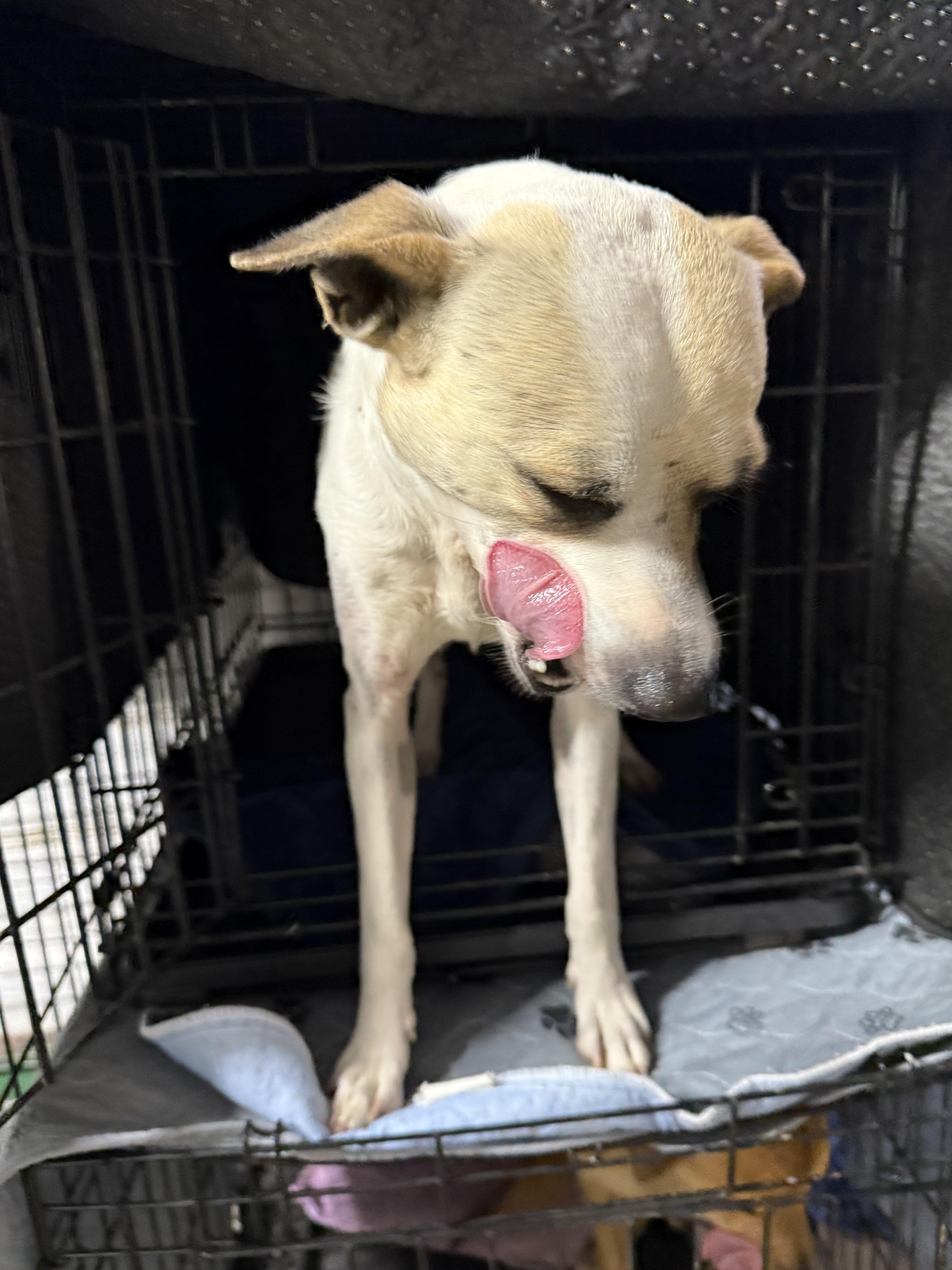 Enlarge Oliver , a ADOPTABLE mixed breed in Boston, MA image 2/5