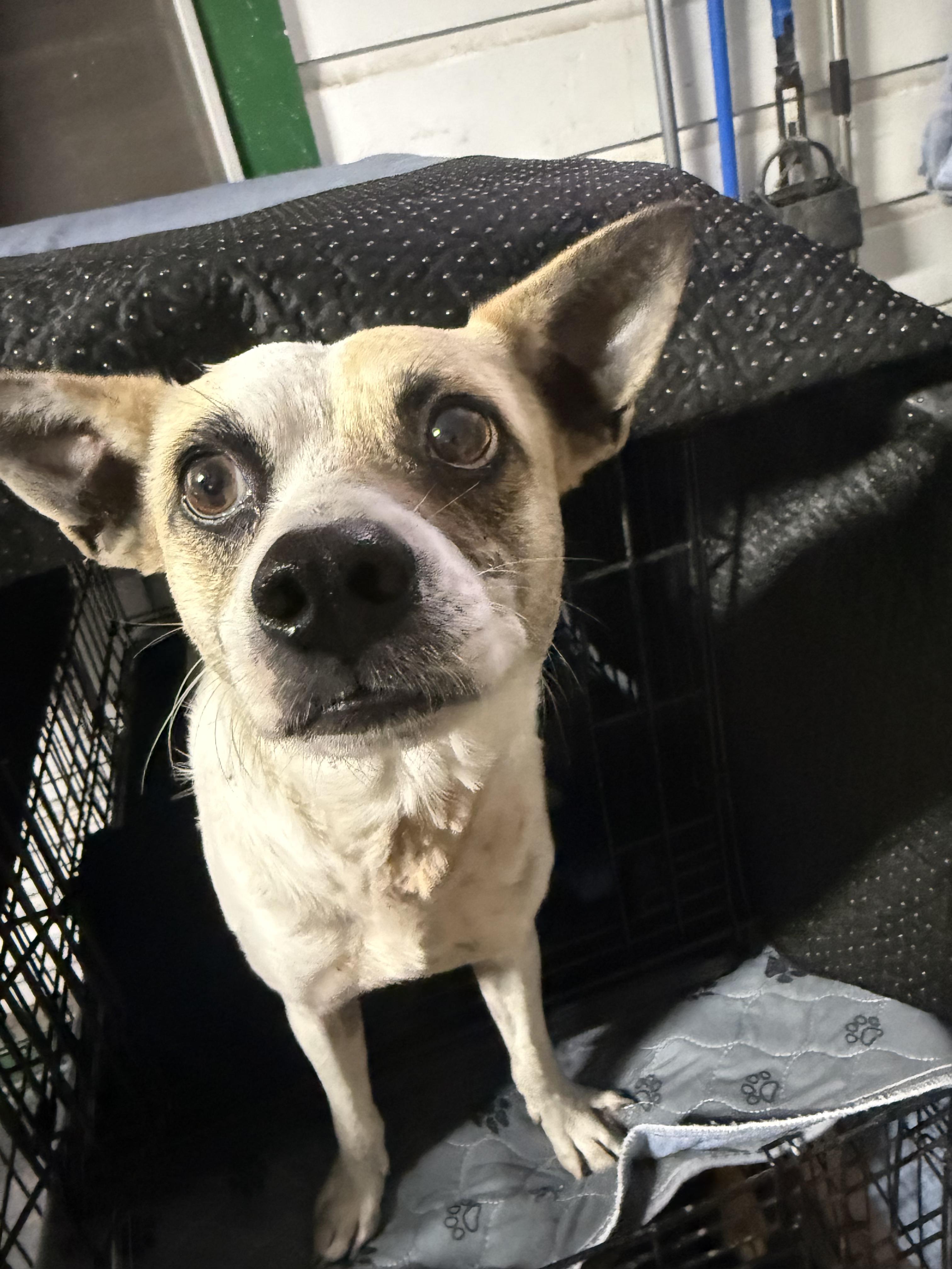 Enlarge Oliver , a ADOPTABLE mixed breed in Boston, MA image 5/5