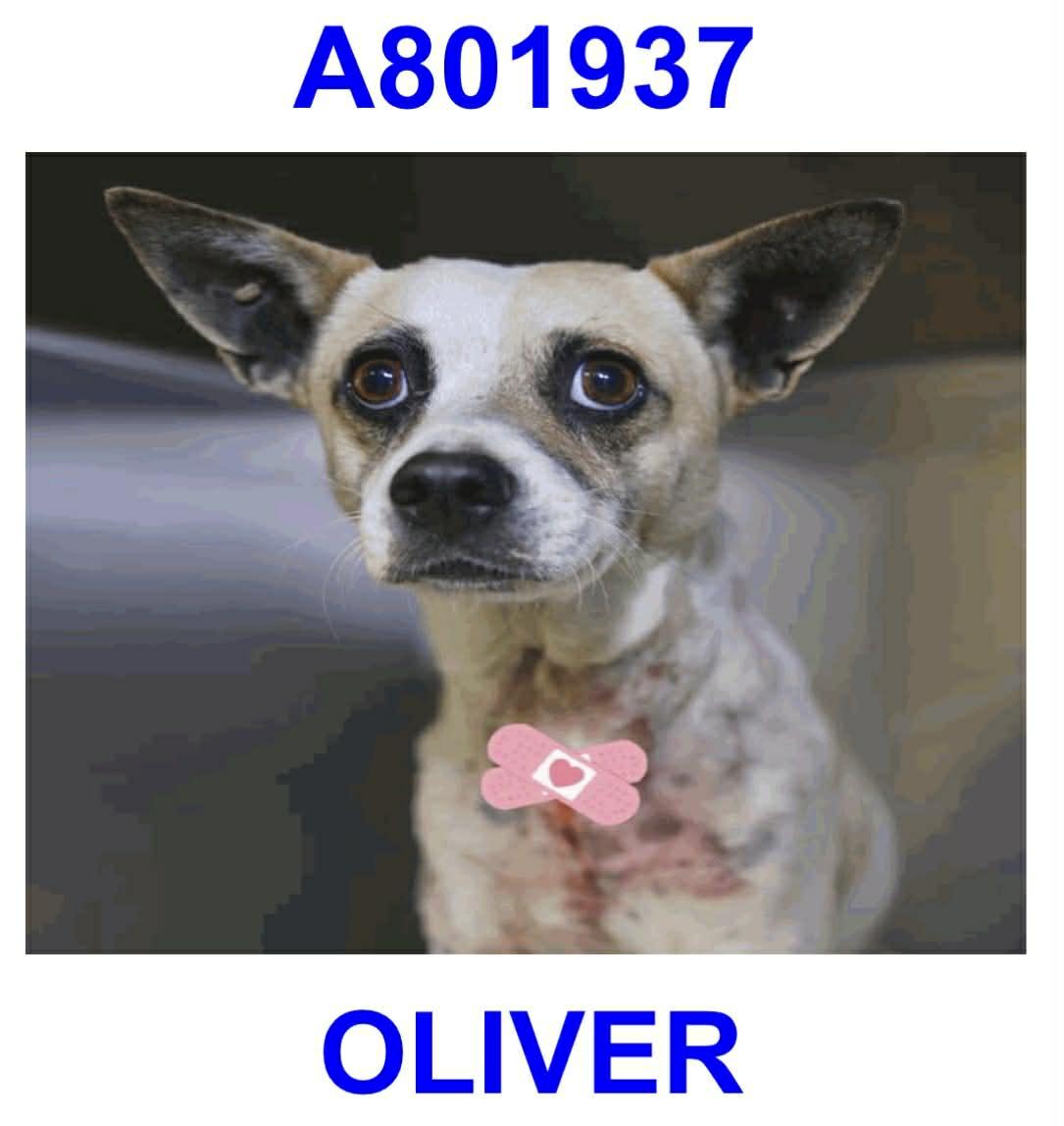 Enlarge Oliver , a ADOPTABLE mixed breed in Boston, MA image 3/5