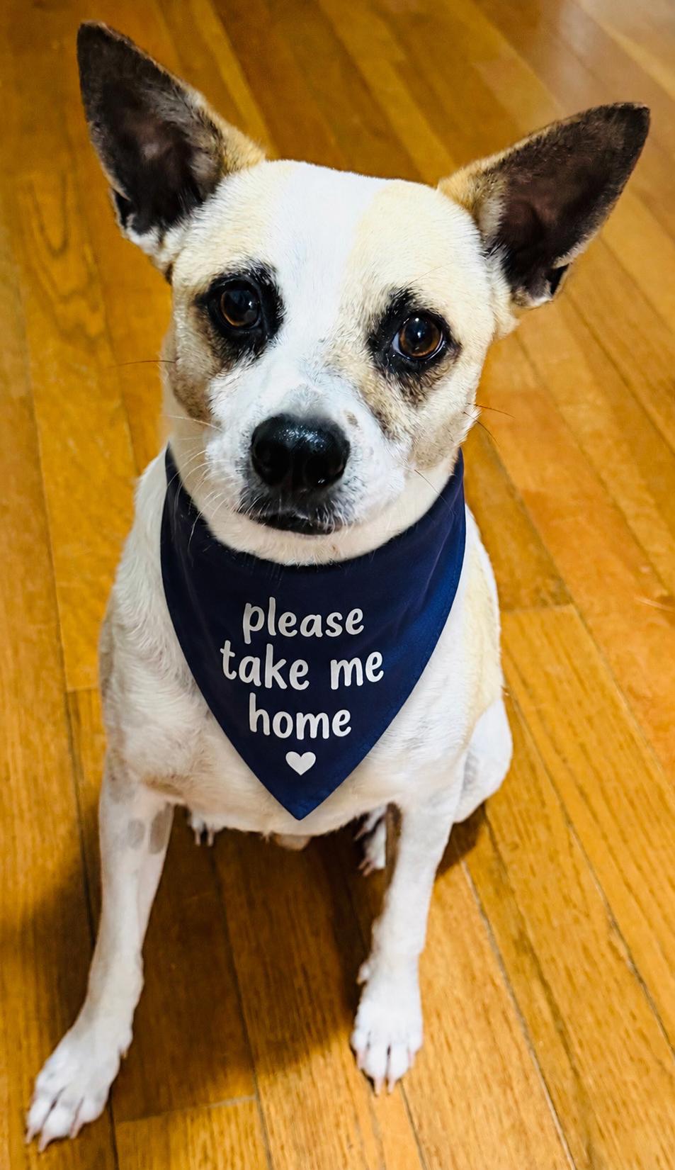 Oliver , a ADOPTABLE mixed breed in Boston, MA image 6/6
