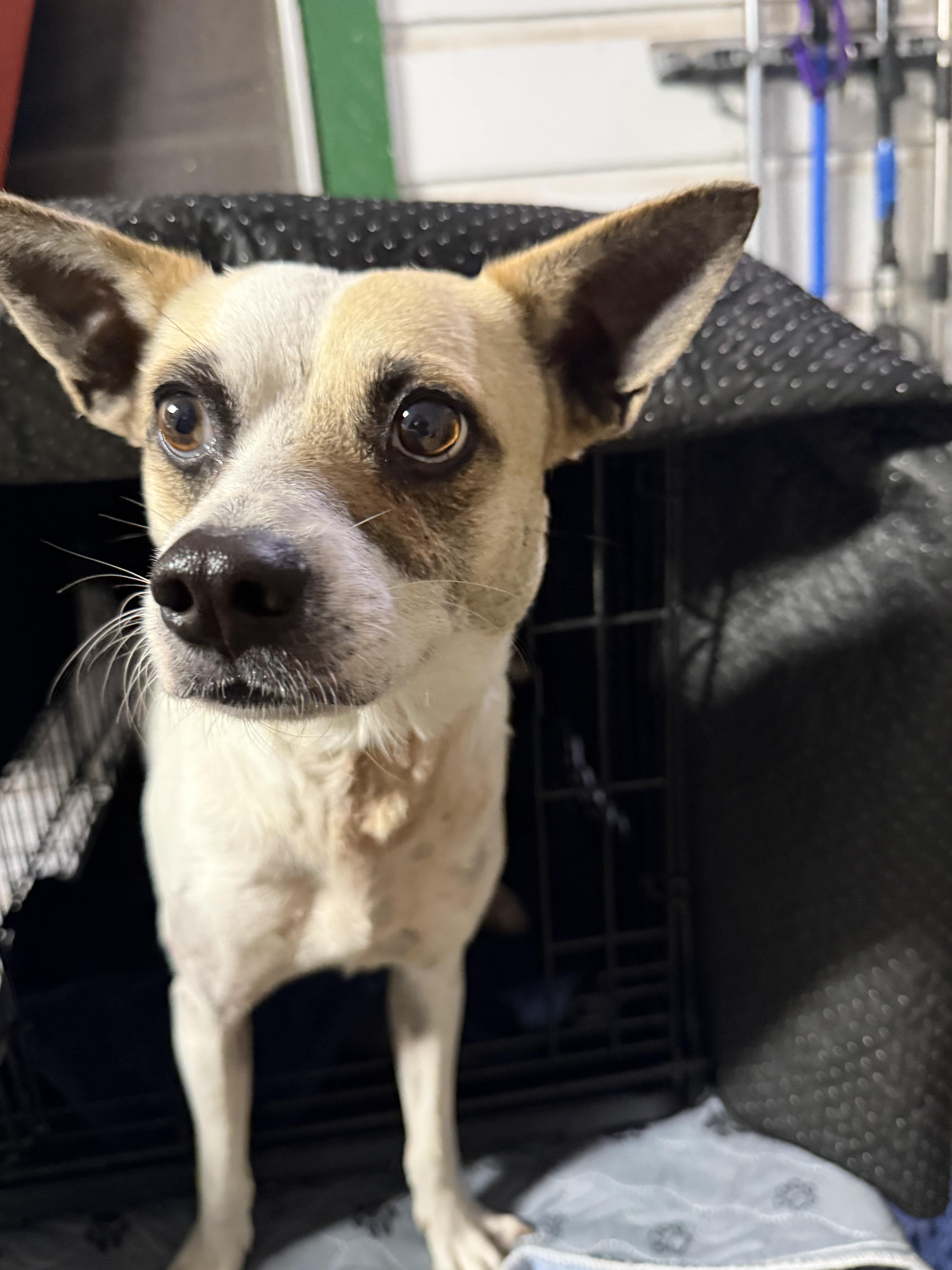 Enlarge Oliver , a ADOPTABLE mixed breed in Boston, MA image 1/5