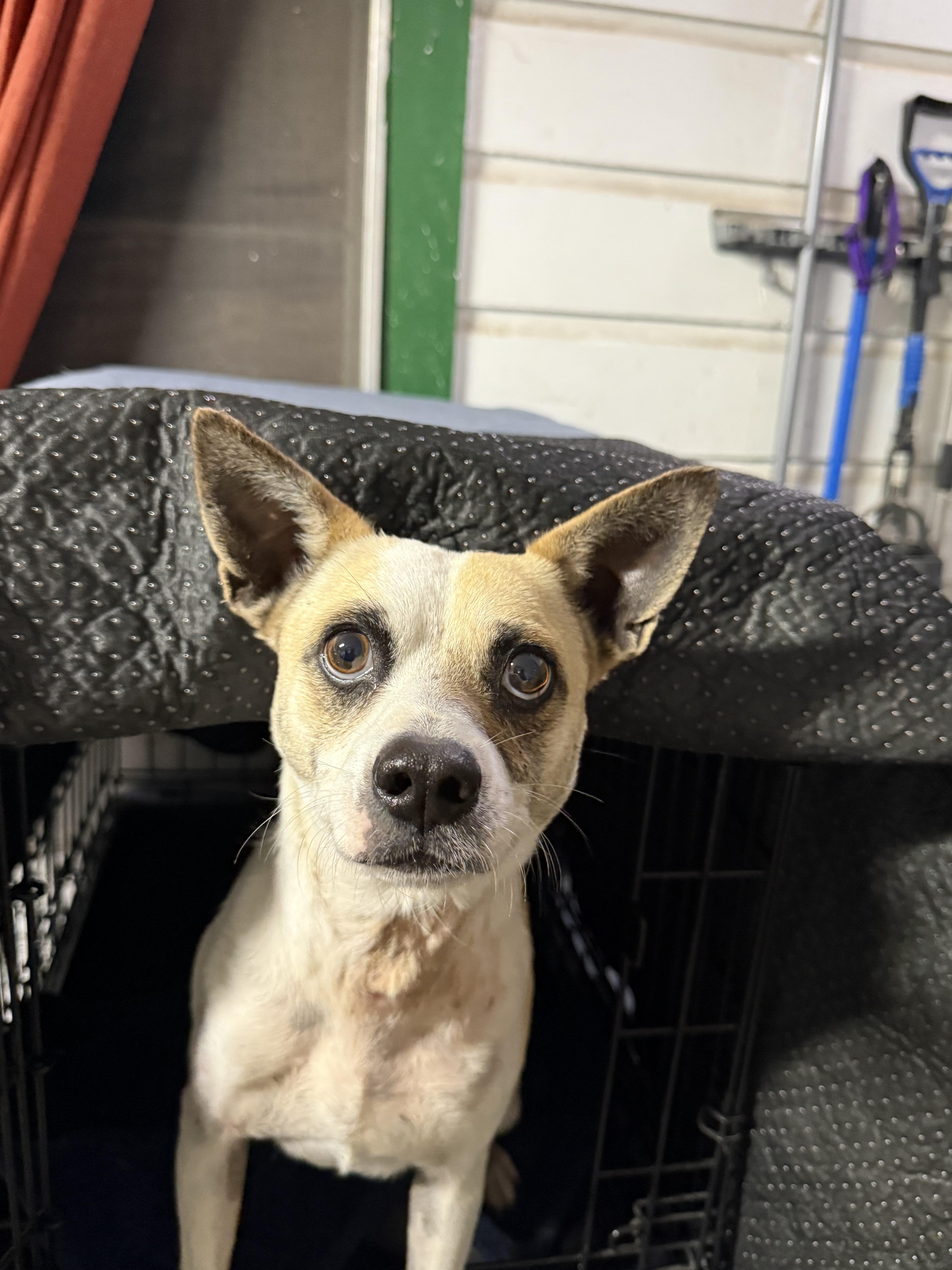 Enlarge Oliver , a ADOPTABLE mixed breed in Boston, MA image 4/5
