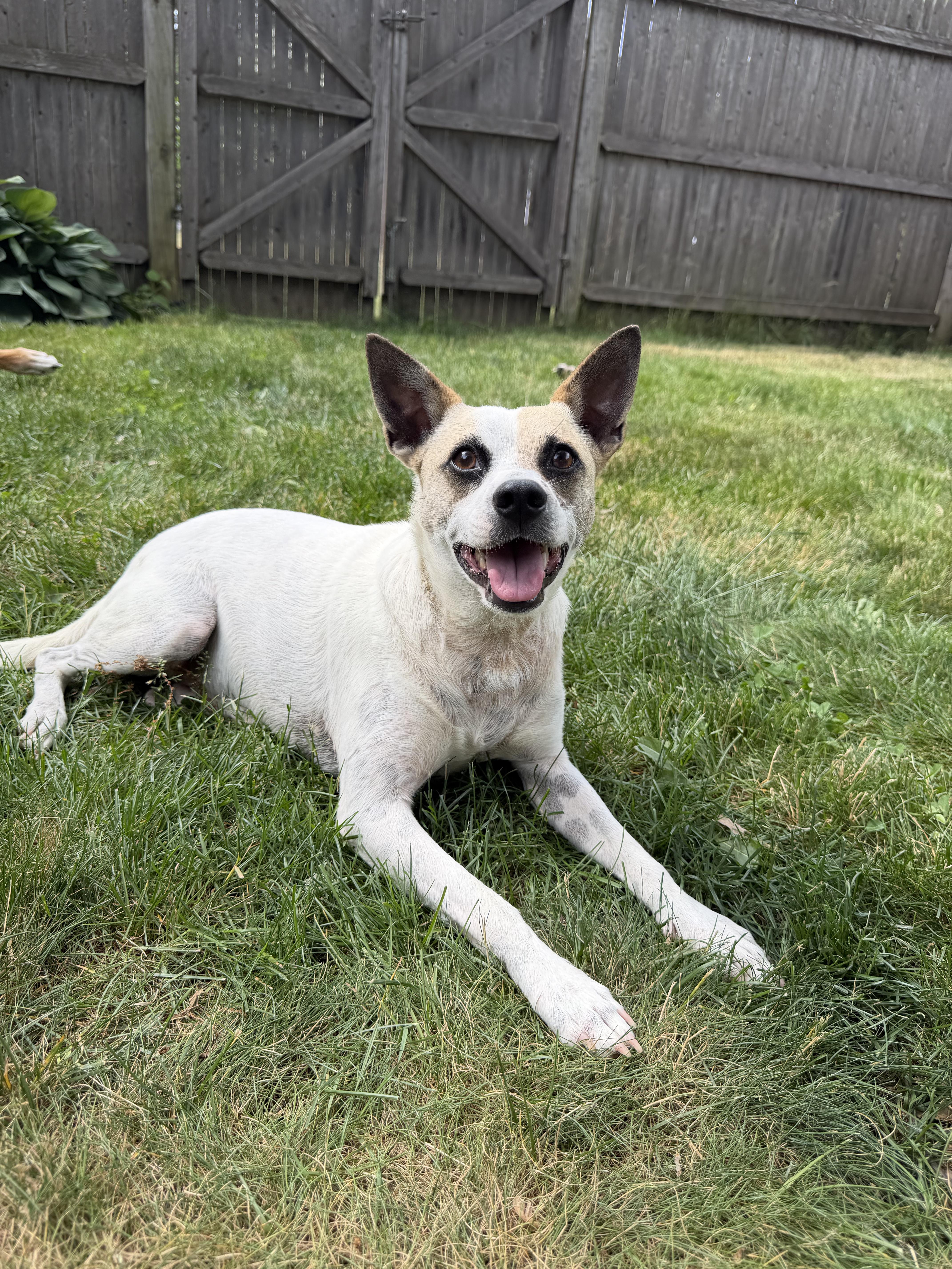 Oliver , a ADOPTABLE mixed breed in Boston, MA image 2/6