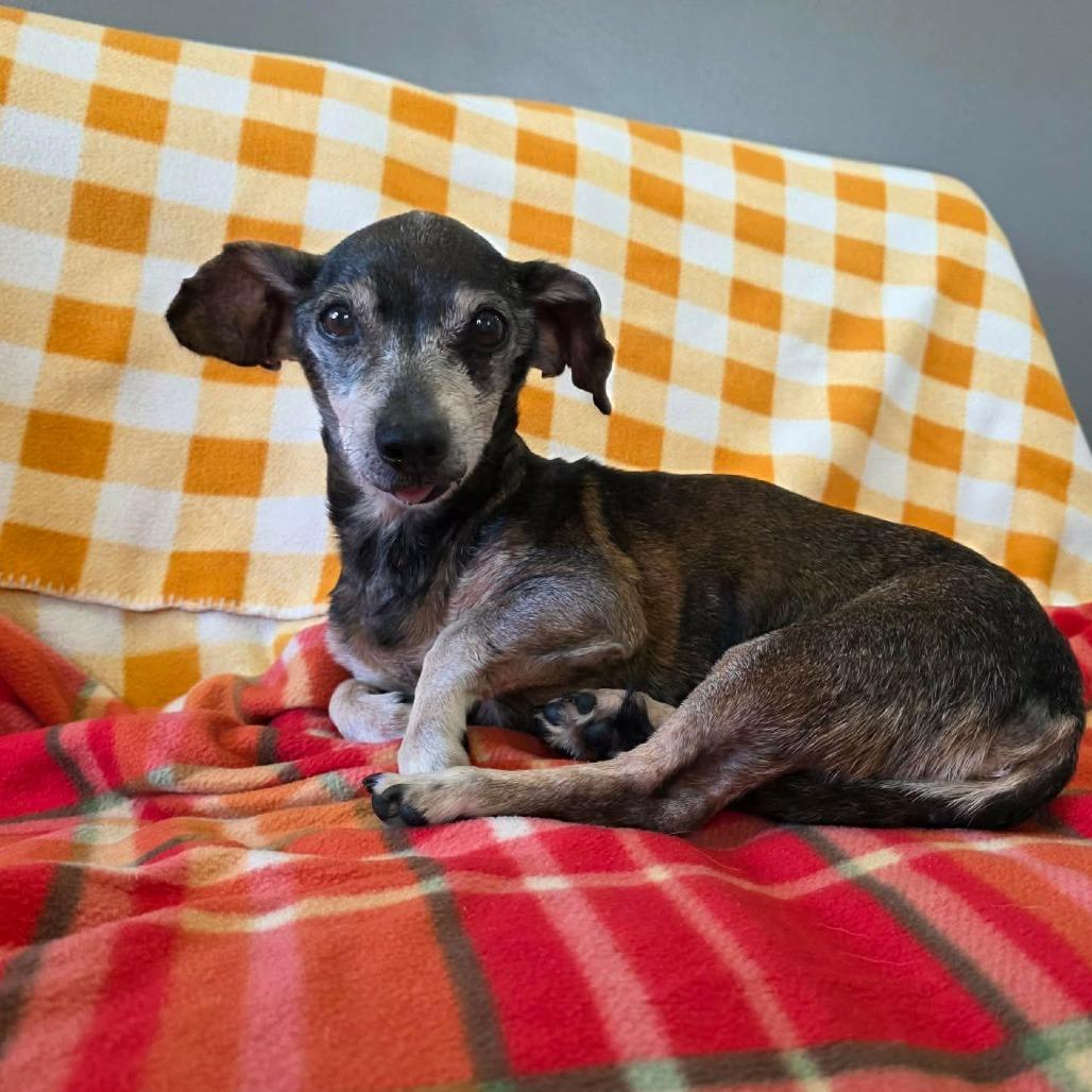 Mudslide, a Adoptable Chihuahua in Jackson, MO image 2/6