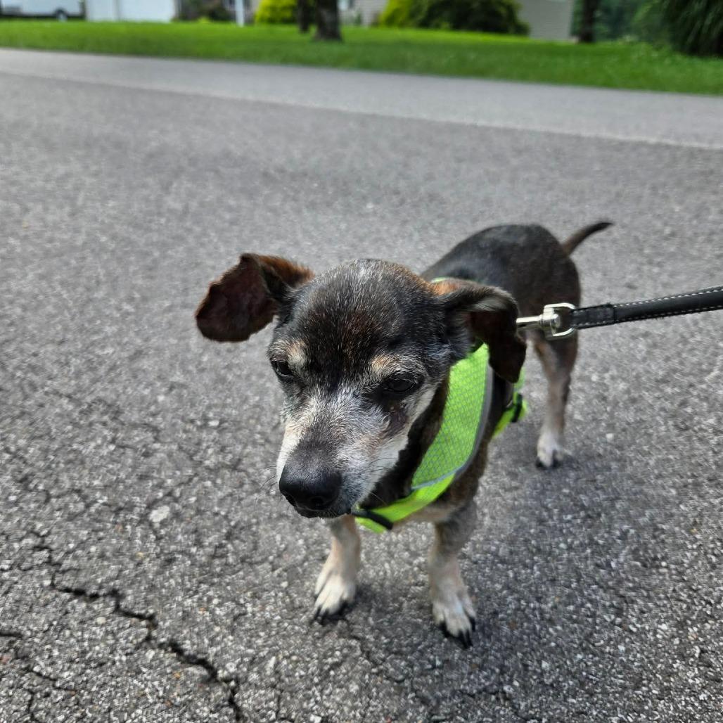 Mudslide, a Adoptable Chihuahua in Jackson, MO image 3/6