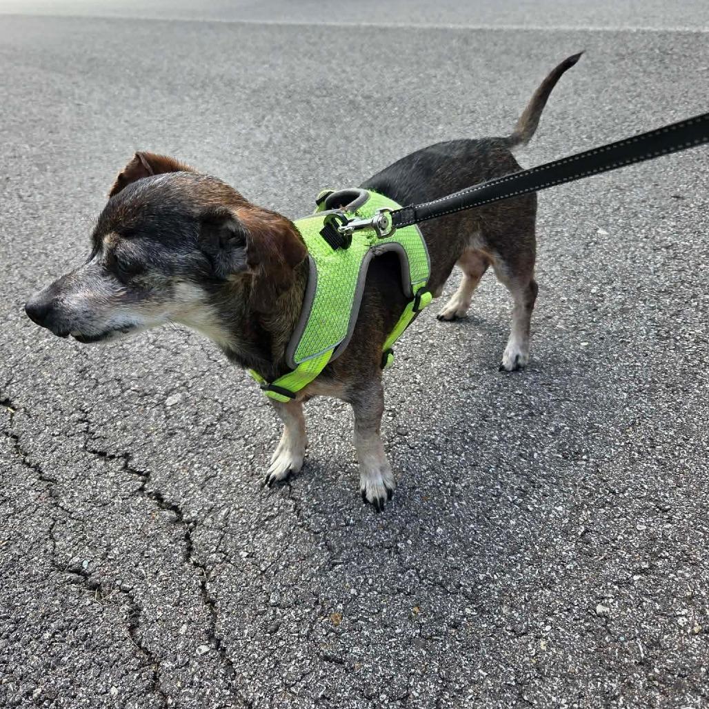 Mudslide, a Adoptable Chihuahua in Jackson, MO image 4/6