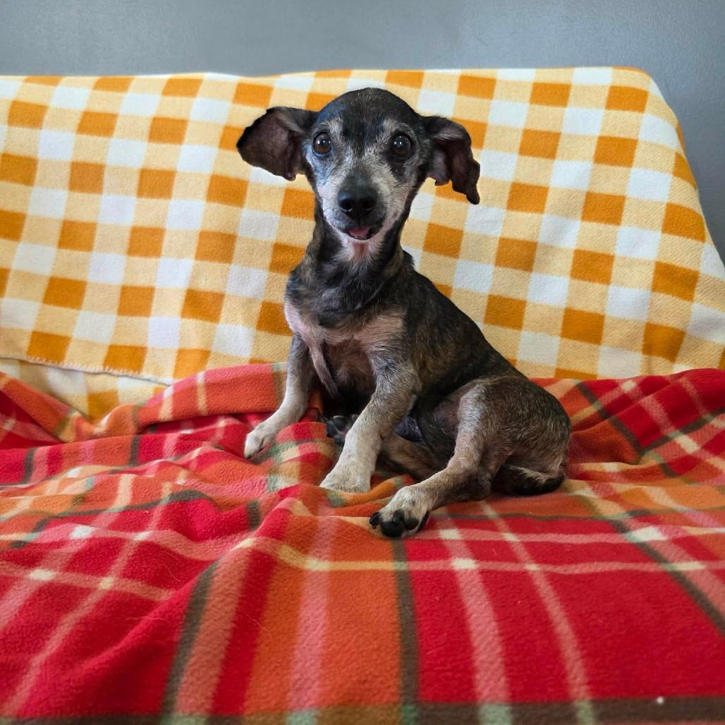 Mudslide, a Adoptable Chihuahua in Jackson, MO image 5/6