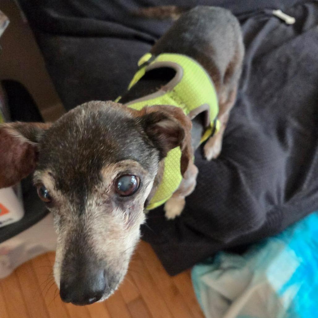 Mudslide, a Adoptable Chihuahua in Jackson, MO image 6/6