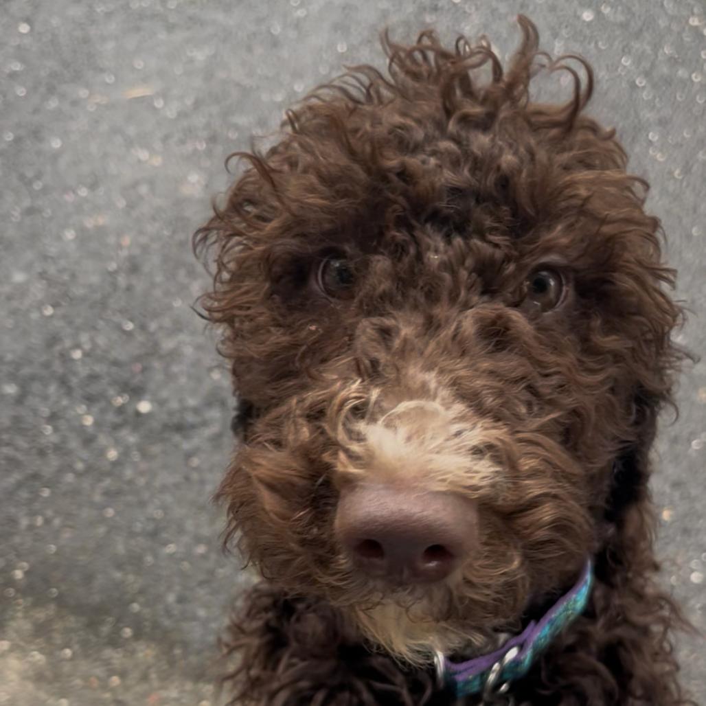 Darby, Adoptable, Puppy Female Standard Poodle.