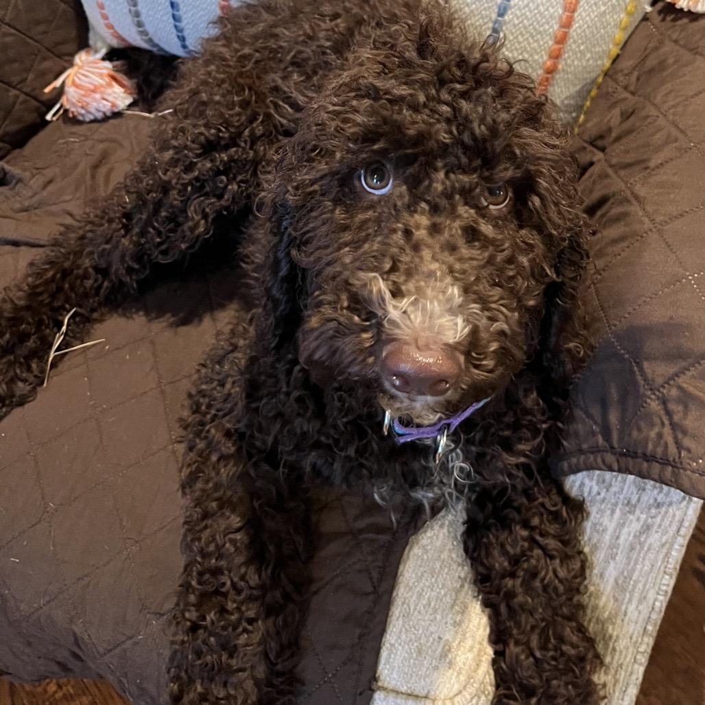 Enlarge Darby, a Adoptable Standard Poodle in Sinking Spring, PA image 2/6