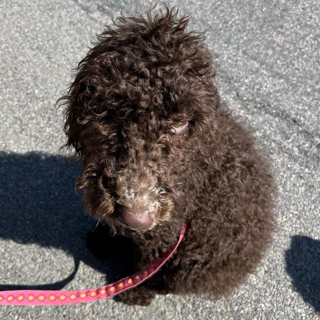 Enlarge Darby, a Adoptable Standard Poodle in Sinking Spring, PA image 3/6