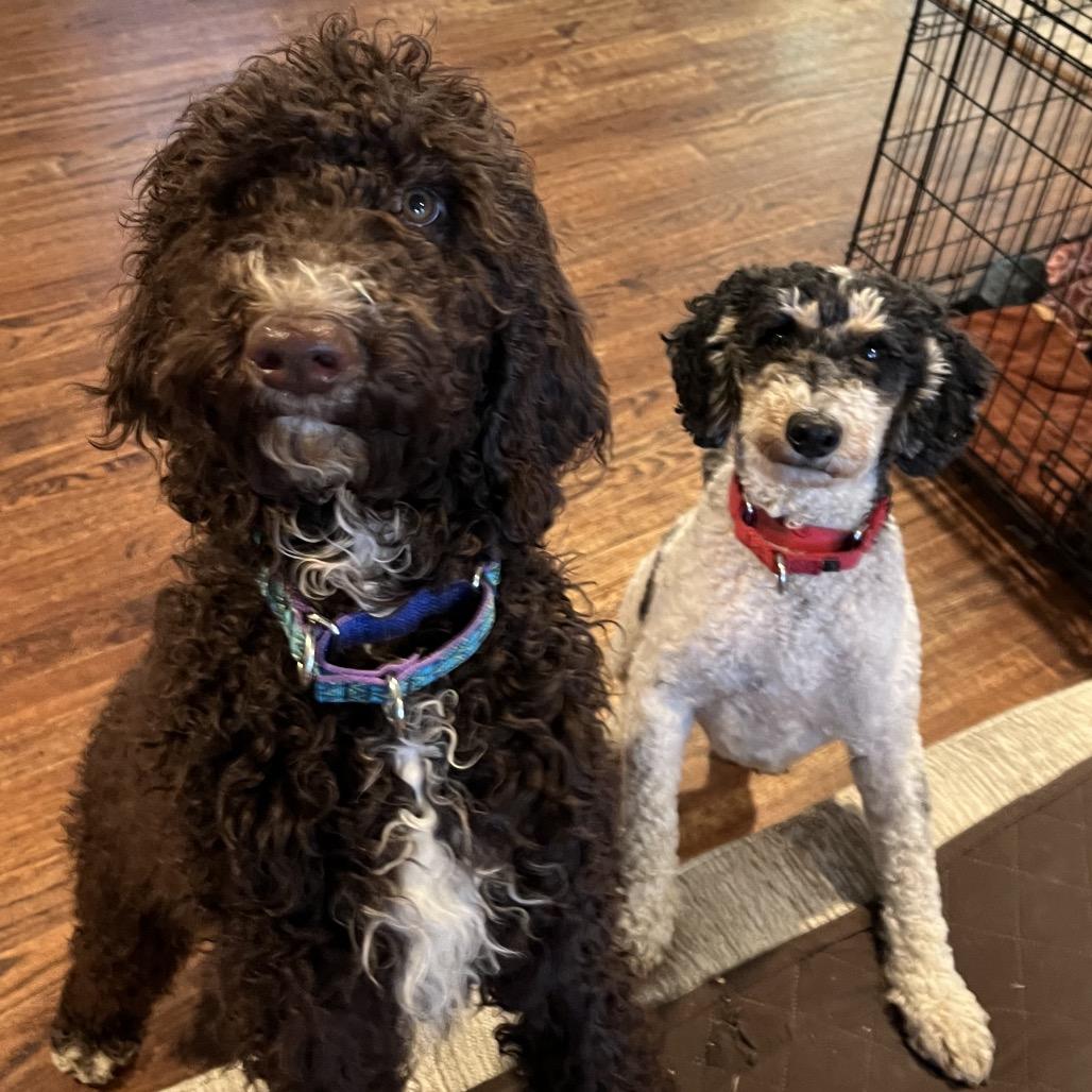 Enlarge Darby, a Adoptable Standard Poodle in Sinking Spring, PA image 4/6
