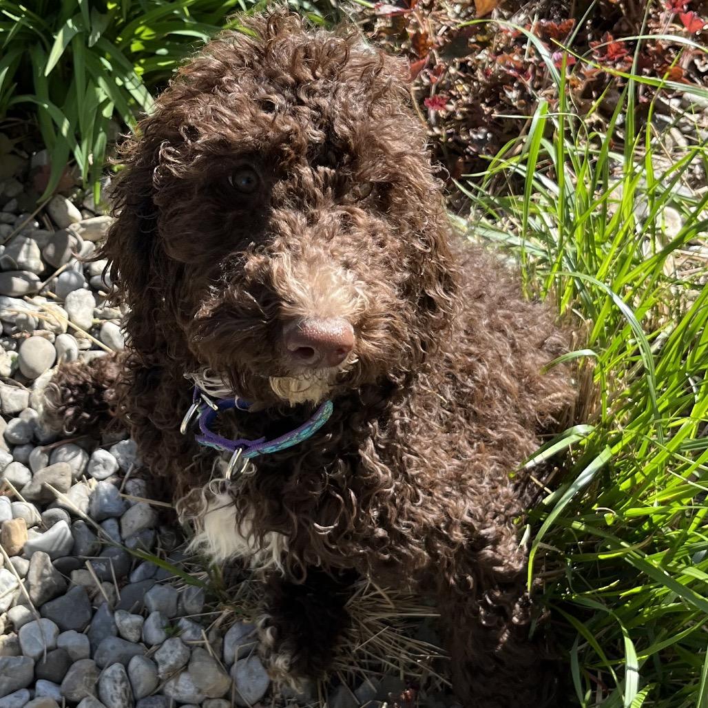 Enlarge Darby, a Adoptable Standard Poodle in Sinking Spring, PA image 5/6