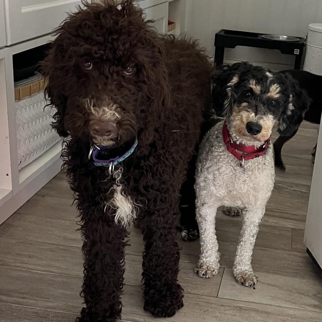 Enlarge Darby, a Adoptable Standard Poodle in Sinking Spring, PA image 6/6
