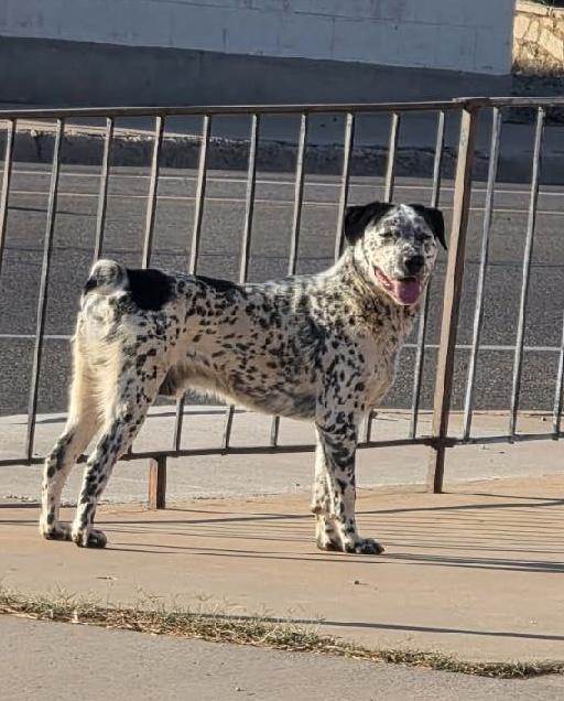 Fatboy, an adoptable Dalmatian in Lordsburg, NM, 88045 | Photo Image 1