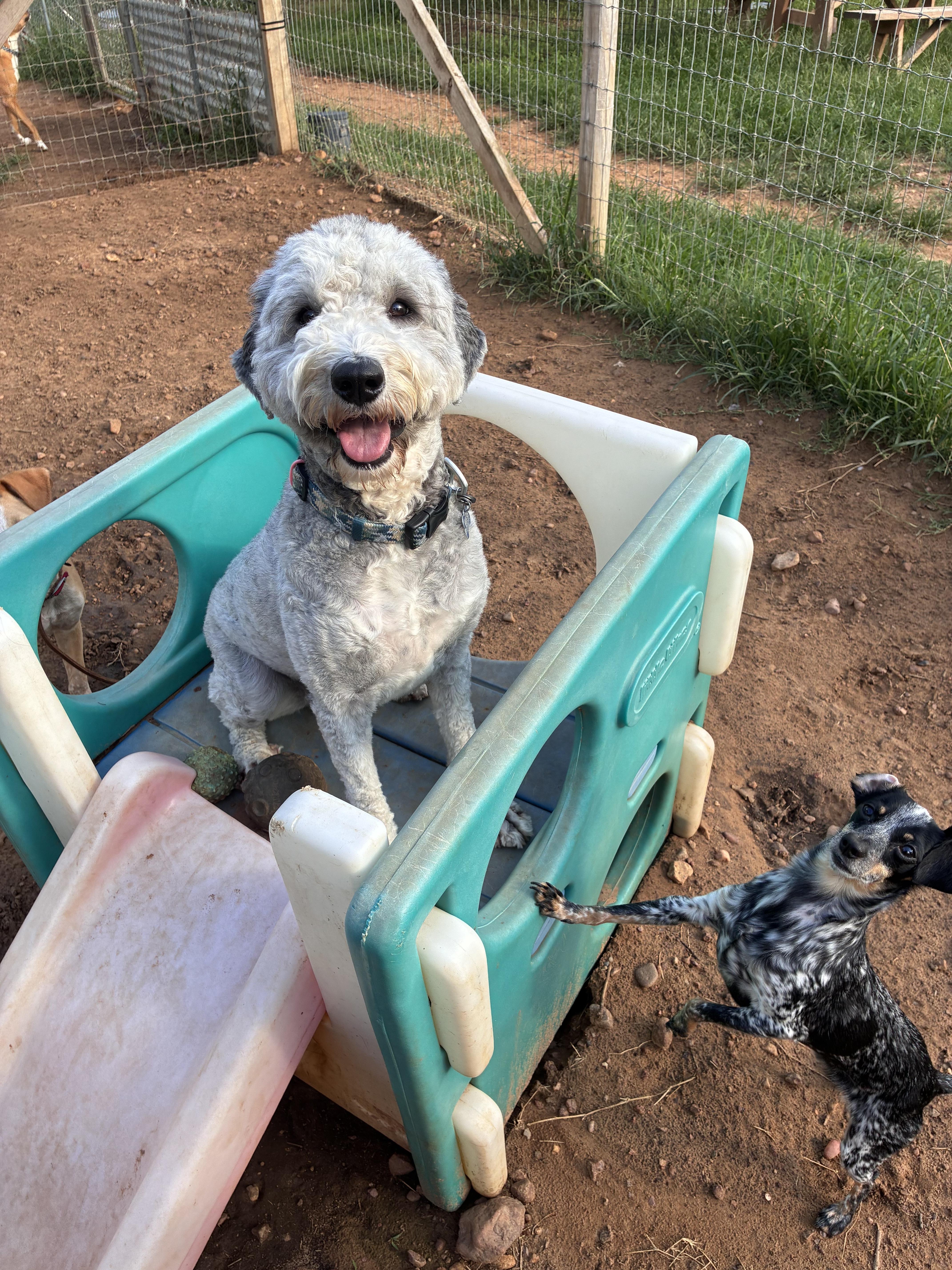 Enlarge Rocko, a Adoptable Sheepadoodle in Garland, TX image 4/4