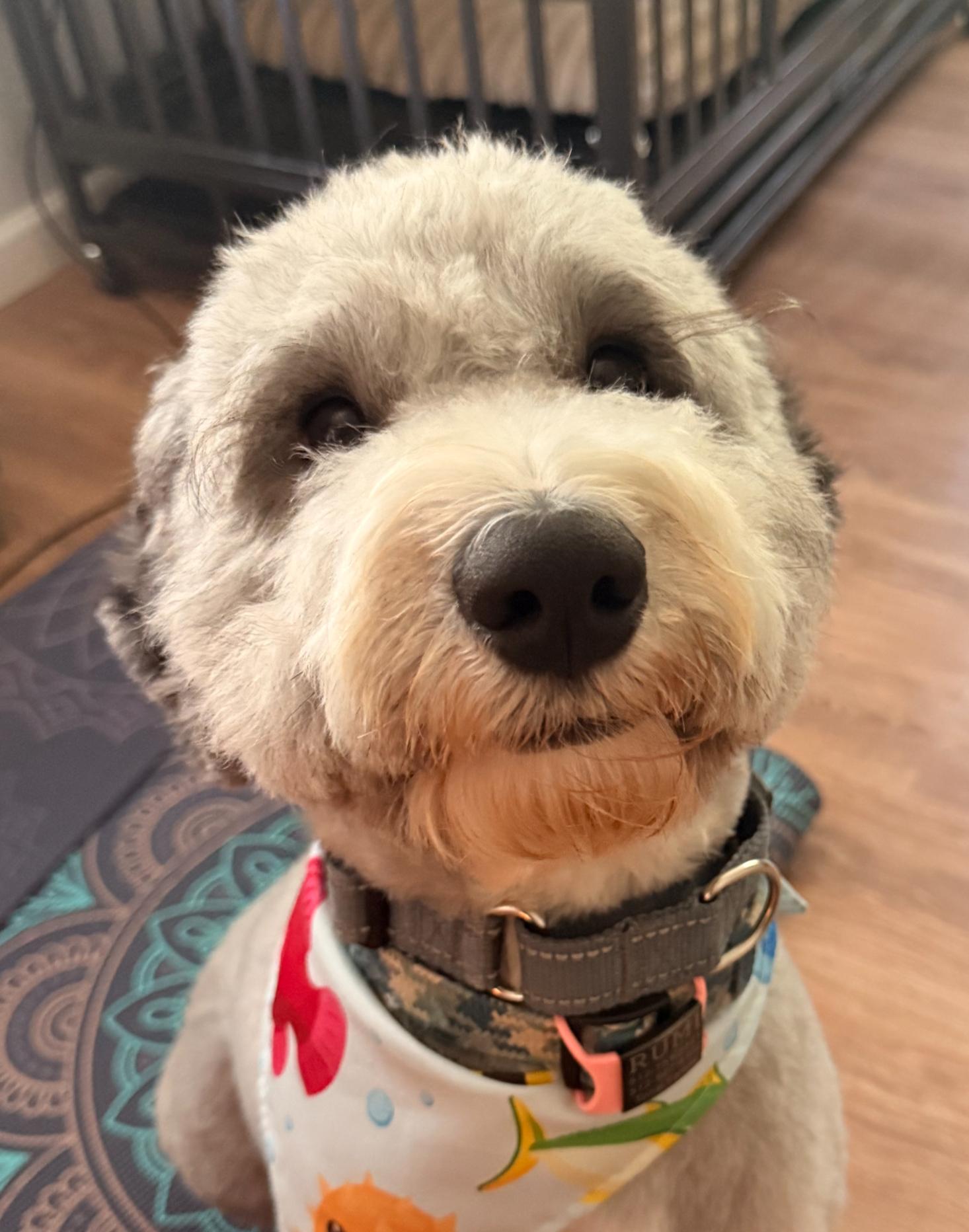 Enlarge Rocko, a Adoptable Sheepadoodle in Garland, TX image 2/4