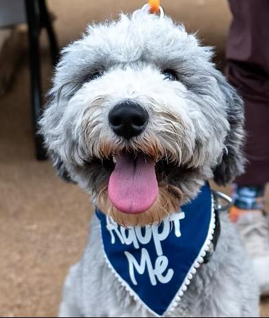 Rocko, Adoptable, Young Male Sheepadoodle.