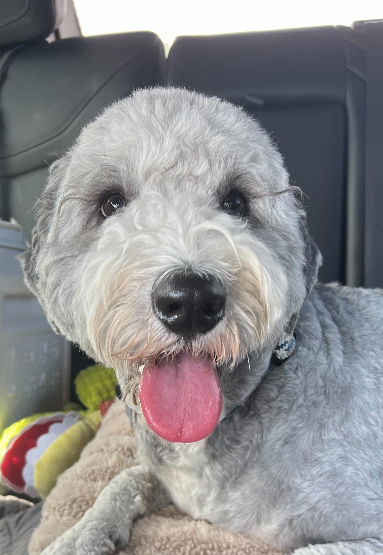 Enlarge Rocko, a Adoptable Sheepadoodle in Garland, TX image 3/4